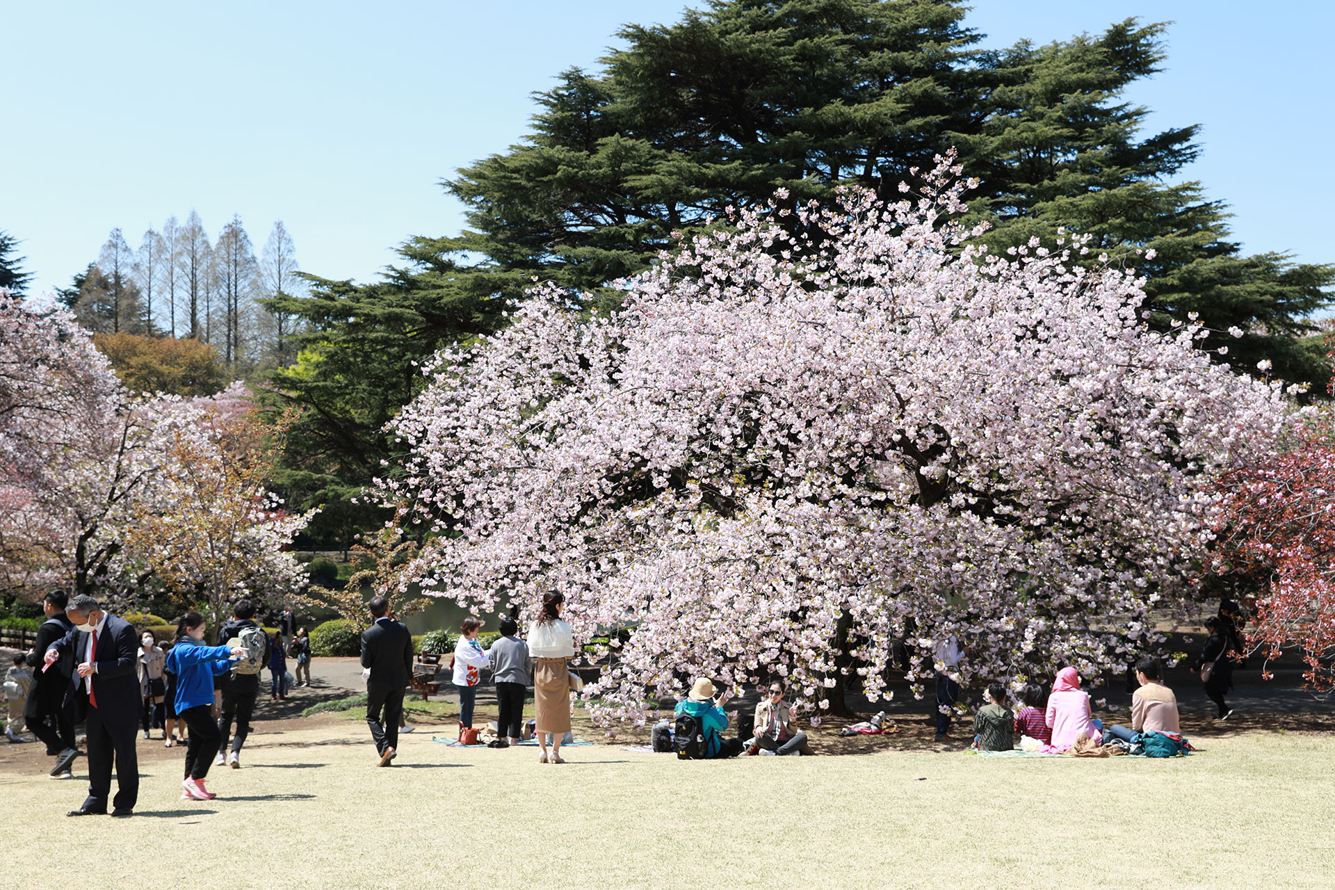 新宿御苑の桜